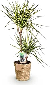 pot de fleur Dracaena