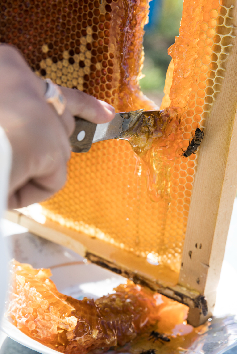 apiculteur decoupant un bati dans une rûche d'abeilles